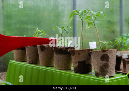 Irrorazione di plastica può o imbuto di irrigazione di piante di pomodoro in serra. Home organico coltivate piante di pomodoro senza verdura essendo irrigato Foto Stock