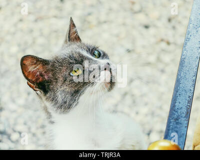 Ritratto di un grigio e bianco gatto randagio che chiedono cibo e attenzione Foto Stock