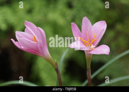 Zephyranthes carinata Foto Stock