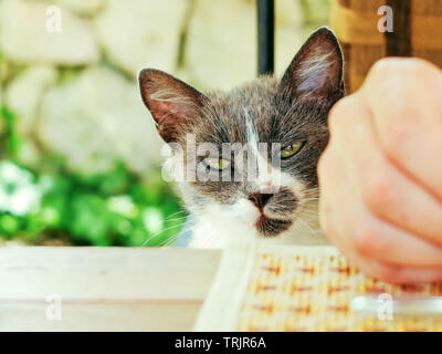 Grigio e bianco gatto randagio che chiedono cibo e attenzione Foto Stock