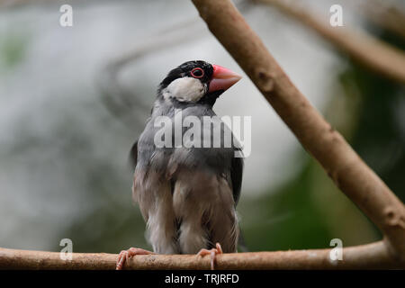 Ritratto di un passero java (lonchura oryzivora) appollaiate su un ramo Foto Stock