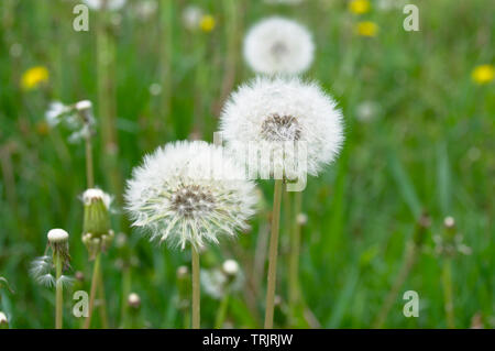 Soffice e ariosa di tarassaco close-up sulla natura green glade sfondo. Foto Stock