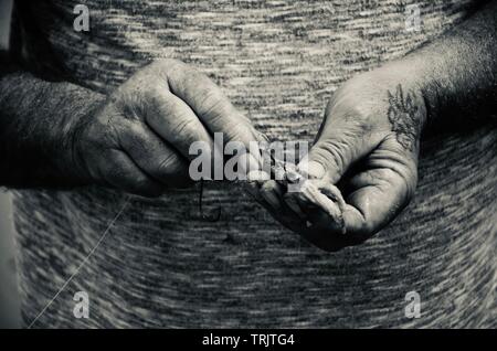Tatuato mani dell'uomo infilaggio di un gancio di pesce con live calamari esca, pesca della spigola, monocromatica, costa del Mare del Nord, Lincolnshire, Inghilterra, Regno Unito. Foto Stock