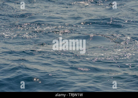 Bella close up shootong foto di balene in Australia, offshore Sydney durante il whale watching cruiser Foto Stock