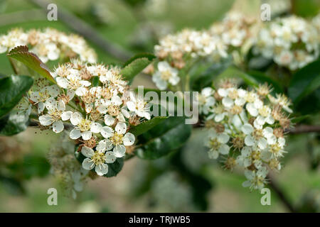 Fiore di rowanberry nero a lunghezza di molla di tempo su sfondo verde foglio Foto Stock