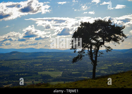 Un singolo albero contro lo sfondo delle montagne della gamma Clwydian nel Galles del Nord nelle vicinanze del Snowdonia Foto Stock