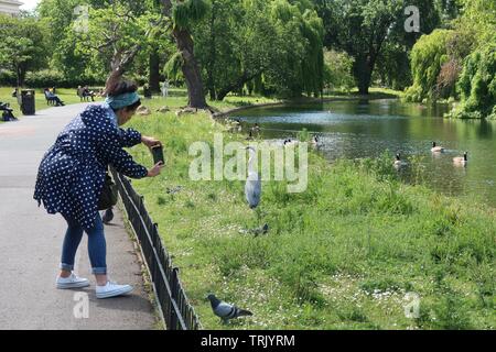 London, Regno Unito - 6 Giugno 2019: un airone gode di una certa attenzione in Regents Park. Foto Stock