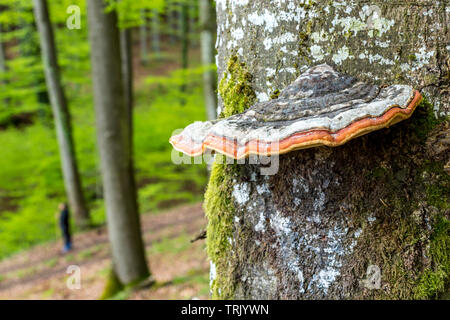 Fungo Polypore funghicoltura in faggio tronco di albero Foto Stock