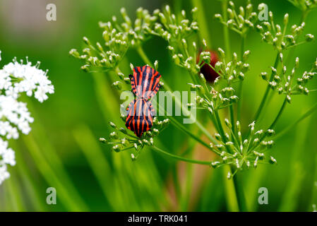 Graphosoma lineatum rosso e nero striped stink bug coniugata Foto Stock