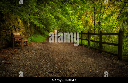 Passerella di foresta con recinto e panca Foto Stock