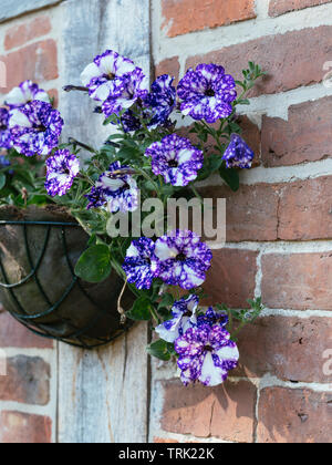 La Petunia 'cielo notturno' in una cesta appesa Foto Stock