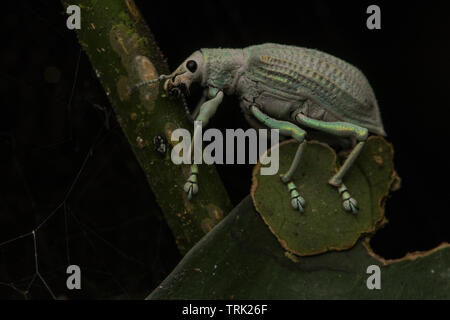 Un corto-snouted curculione dalla foresta amazzonica in Yasuni National Park, Ecuador. Foto Stock