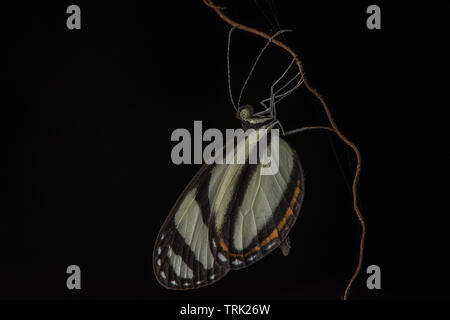 Una lunga ala butterfly nel genere Heliconius appollaiato sulla vegetazione durante la notte nella foresta amazzonica in Ecuador. Foto Stock