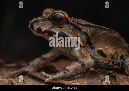 Un giovane smoky jungle frog (Leptodactylus pentadactylus) sul pavimento della giungla nella foresta amazzonica in Ecuador's Yasuni National Park. Foto Stock