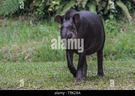 Sud Americana il tapiro (Tapirus terrestris) dalla giungla amazzonica in Ecuador. Fotografato in Yasuni National Park. Foto Stock