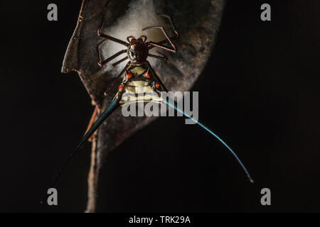 Un orbweaver spinoso spider Gasteracantha (sp) con il suo uovo sac su una foglia secca nella foresta amazzonica in Ecuador. Foto Stock