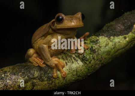 Suriname golden-eyed raganella (Trachycephalus coriaceus) dalla giungla ecuadoriana in Yasuni National Park in Sud America. Foto Stock