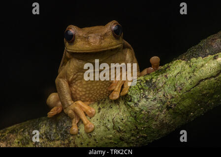 Suriname golden-eyed raganella (Trachycephalus coriaceus) dalla giungla ecuadoriana in Yasuni National Park in Sud America. Foto Stock