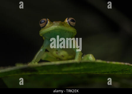 Un Boana cinerascens da yasuni national park in Ecuador. Foto Stock