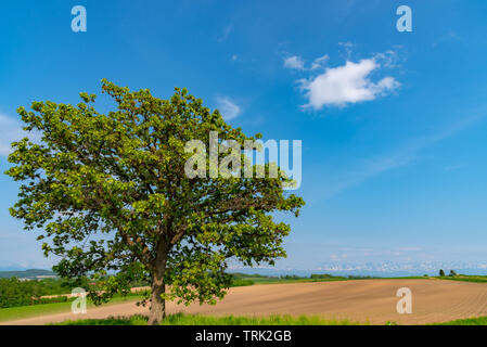 Sette Stelle albero, che è stato stampato su un pacchetto di sette stelle tabacco ( famoso Japanese sigaretta ). Posto famoso in città di Biei, Hokkaido, Giappone Foto Stock