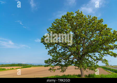 Sette Stelle albero, che è stato stampato su un pacchetto di sette stelle tabacco ( famoso Japanese sigaretta ). Posto famoso in città di Biei, Hokkaido, Giappone Foto Stock