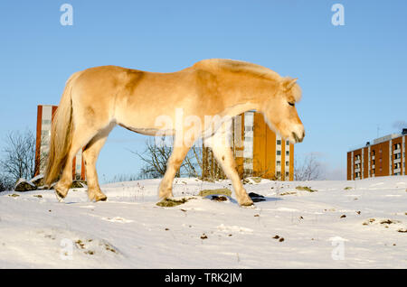 Fiordo norvegese cavallo a camminare su una collina innevata con edifici da anni settanta in background Foto Stock