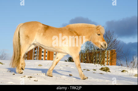 Fiordo norvegese cavallo a camminare su una collina innevata con edifici da anni settanta in background Foto Stock