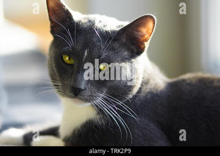 Bella mongrel gatto grigio con gli occhi verdi e un punto bianco sulla sua fronte giace sulla superficie, illuminata dal sole e squints Foto Stock