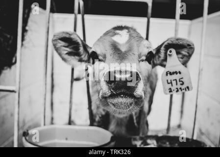 Un vitello Jersey guarda attraverso le sbarre di una partecipazione a penna in una fattoria Foto Stock