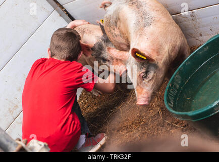 Un ragazzo sta con un paio di maiali in una fattoria in America. Foto Stock