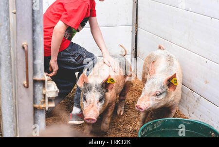 Un ragazzo sta con un paio di maiali in una fattoria in America. Foto Stock