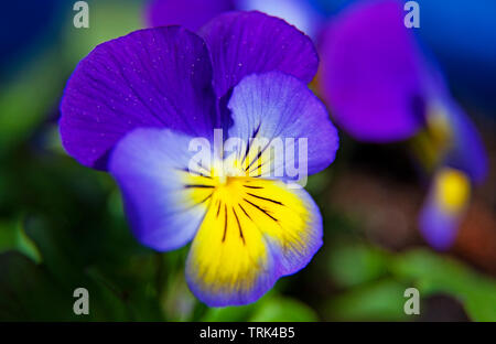 Blu, porpora e giallo pancy Foto Stock