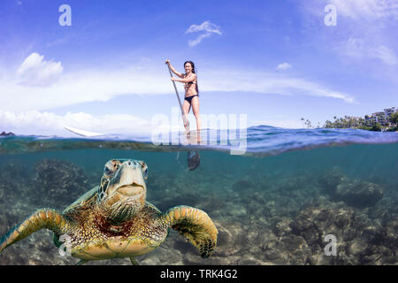 Una tartaruga verde, Chelonia Mydas, una specie in via di estinzione, superfici per un soffio a fronte di un stand up paddle board off Maui, Hawaii. Questo fotografi Foto Stock