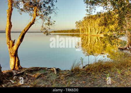 Estate alba sul lago Cootharaba vicino Boreen Point sulla costa del sole di Australia Foto Stock