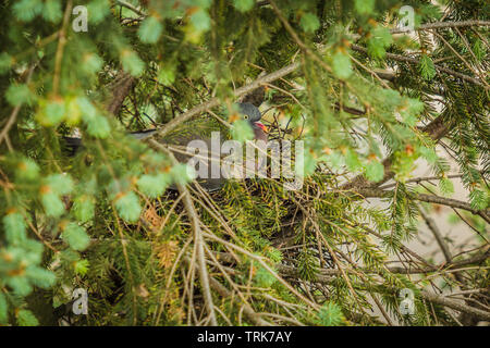 Colombaccio, un uccello grigio con occhio giallo e arancio Becco, nesting sul verde thuya tree. Giornata di Primavera nei boschi. Foto Stock