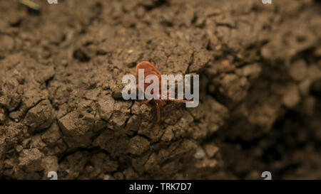 Velluto rosso acari o bug di pioggia sul terreno Foto Stock