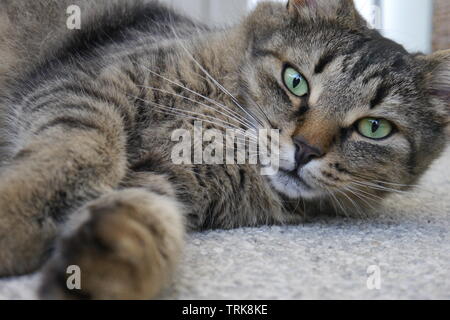 Green Eyed bruno gatto sdraiato sul pavimento grigio. Foto Stock