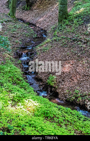 Ruscello di montagna nel bosco di latifoglie, i Piccoli Carpazi, Repubblica slovacca. Stagionale scena naturale. Foto Stock