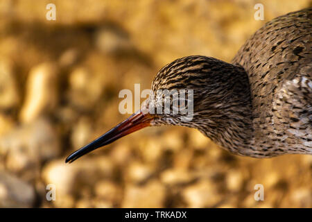 Ruff a Slimbridge Foto Stock