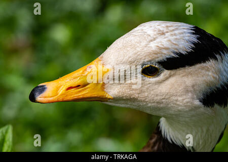 Bar-headed goose a Slimbridge Foto Stock