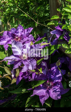 Clematis fiore blu "Il Presidente", crescente sulla recinzione in legno in giardino
