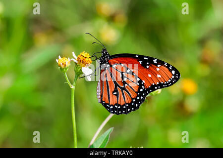 Farfalla della Regina Foto Stock
