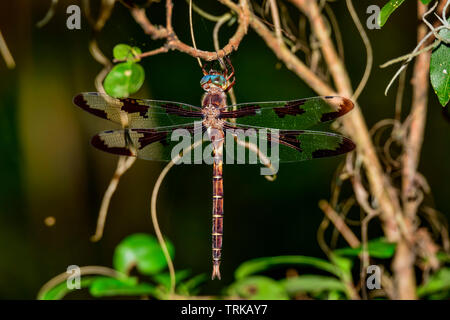 Il principe Baskettail dragonfly appollaiato sull'albero. Questi non sono facili da ottenere fotografato. A loro piace essere nella foresta e la maggior parte del tempo sono un Foto Stock