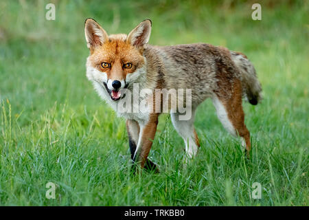 Una chiusura di un fox come si cammina su un prato. Essa è alla ricerca e fissando la telecamera Foto Stock
