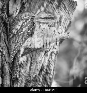 Il Tawny Frogmouth (Podargus strigoides) è un australiano specie di frogmouth, un iconico tipo di uccello che si trovano in tutta l'Australia. Foto Stock