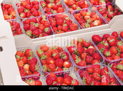 La porzione di scatole di carni succose fragole in scatole di plastica. Vitamine cibo sano nutrizione vitamine Foto Stock