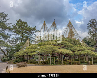 Alberi di pino con supporti in legno nel giardino Kenrokuen, Kanazawa, Ishikawa Prefettura, Giappone. Kenrokuen è uno dei tre grandi giardini del Giappone. Foto Stock