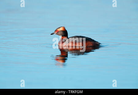 Svasso della Slavonia [Podiceps auritus] , Islanda Foto Stock