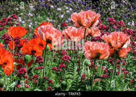 Giardino colorato, papaveri orientali in bellissimo giardino Papaver orientale fiori Foto Stock