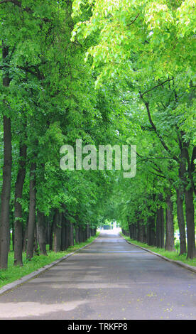 Molla di natura park road con tunnel verde circondato da alberi. Vista panoramica con alleywau passando attraverso la foresta e nessun popolo Foto Stock